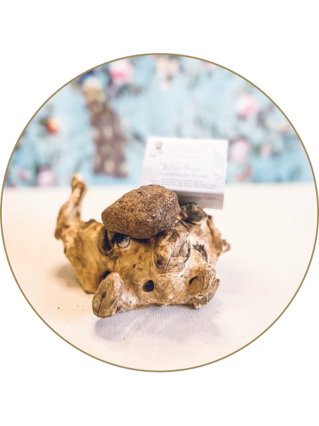 Shampoing solide Vishnu Priya